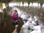 Beverly Pounds, office manager of Pounds Family Turkey Farm, is with a flock of broadbreasted white turkeys.