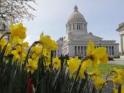 Daffodils bloom near the Legislative Building on April 6, 2020 at the Capitol in Olympia.