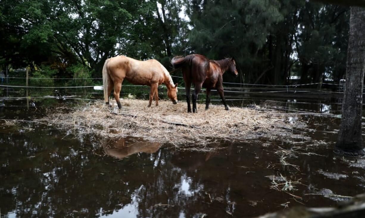 Two horses stand in the only dry spot at the Rancho Gonzalez stable in Davie. Horse barns in Davie and Southwest Ranches are under water days after Tropical Storm Eta flooded parts of South Florida.