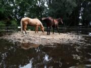 Two horses stand in the only dry spot at the Rancho Gonzalez stable in Davie. Horse barns in Davie and Southwest Ranches are under water days after Tropical Storm Eta flooded parts of South Florida.