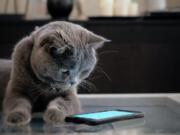 The MeowTalk app was created by a Seattle company.