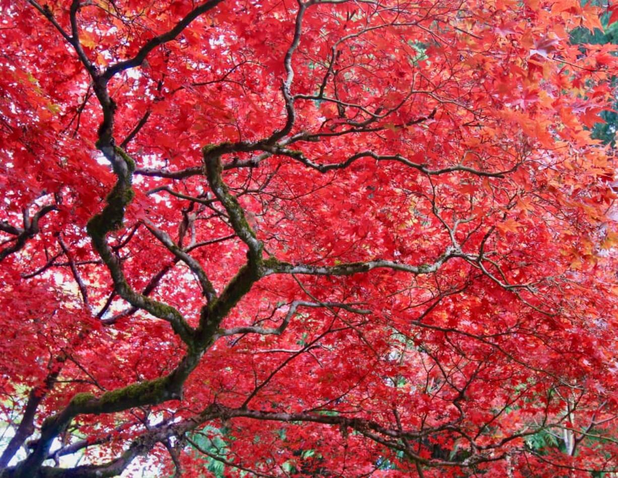 Red leaves of a vine maple in the late fall