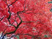 Red leaves of a vine maple in the late fall