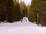 People ski along a ski-trail between trees in the Virginia Meissner sno-park in Central Oregon.