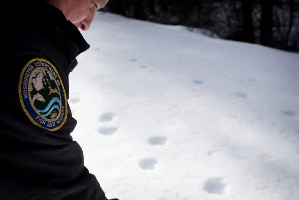 Ben Maletzke, the statewide wolf specialist for the Washington Department of Fish and Wildlife, examines wolf tracks on March 3 in the Wedge Pack&#039;s territory.