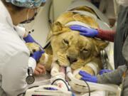 Chobe the lioness, who was rescued from “Tiger King” Joe Exotic’s Oklahoma facility in 2018 and now lives at the WildCat Ridge Sanctuary in Scotts Mills, was brought in for a CT scan at the Lois Bates Acheson Veterinary Teaching Hospital at Oregon State University.