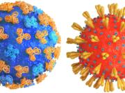 Influenza, left, and coronavirus (iStock.com)