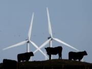 Cattle graze in a pasture against a backdrop of wind turbines near Vesper, Kan. A study published in the journal Science says how we grow, eat and waste food is a big climate change problem that may keep the world from reaching its temperature-limiting goals.