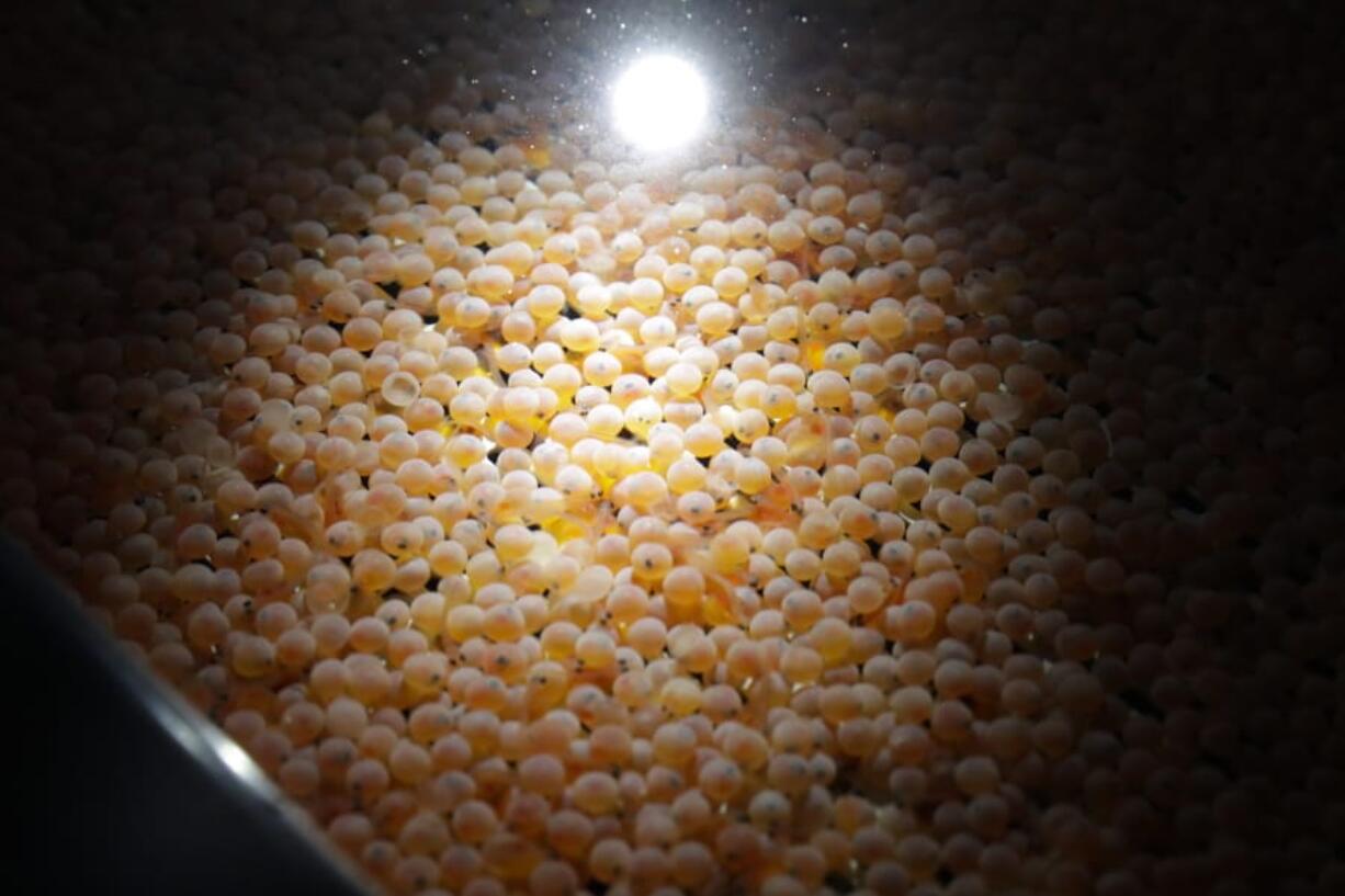 FILE - This Wednesday, June 19, 2019 file photo shows the first batch of bioengineered Atlantic salmon eggs in an incubation tray at AquaBounty Technologies&#039; facility in Albany, Ind. On Thursday, Nov. 5, 2020, a federal court judge ordered the U.S. Food and Drug Administration to conduct an environmental assessment of genetically modified salmon that he said was required for the agency&#039;s approval of the fish. But U.S. District Court Judge Vince Chhabria did not vacate the FDA&#039;s approval of the salmon for human consumption in the meantime, because he said the risk for near-term environmental harm is low.