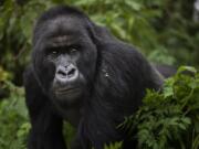 A silverback mountain gorilla named Segasira walks in the Volcanoes National Park in Rwanda. These large vegetarian apes are generally peaceful, but as the number of family groups in a region increases, so does the frequency of gorilla family feuds, according to a new study published in the journal Science Advances.