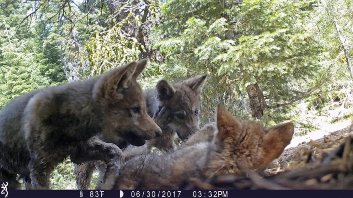 FILE - This June 30, 2017 remote camera image released by the U.S. Forest Service shows a female gray wolf and her mate with a pup born in 2017 in the wilds of Lassen National Forest in Northern California. Trump administration officials on Thursday, Oct. 29, 2020, stripped Endangered Species Act protections for gray wolves in most of the U.S., ending longstanding federal safeguards and putting states in charge of overseeing the predators. (U.S.