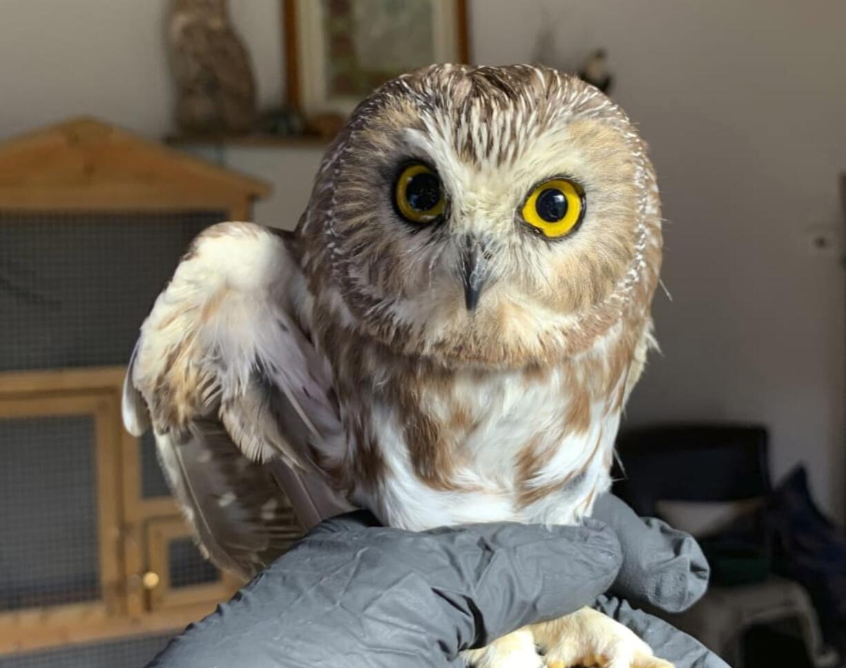 In this photo provided by the Ravensbeard Wildlife Center, Ravensbeard Wildlife Center Director and founder Ellen Kalish holds a Saw-whet owl at their facility in Saugerties, N.Y., Wednesday, Nov. 18, 2020. A worker helping to get the Rockefeller Center Christmas tree in New York City found the tiny owl among the tree&#039;s massive branches on Monday, Nov. 16. Now named Rockefeller, the owl was brought to the Ravensbeard Wildlife Center for care.