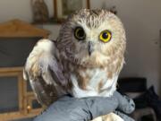 In this photo provided by the Ravensbeard Wildlife Center, Ravensbeard Wildlife Center Director and founder Ellen Kalish holds a Saw-whet owl at their facility in Saugerties, N.Y., Wednesday, Nov. 18, 2020. A worker helping to get the Rockefeller Center Christmas tree in New York City found the tiny owl among the tree&#039;s massive branches on Monday, Nov. 16. Now named Rockefeller, the owl was brought to the Ravensbeard Wildlife Center for care.