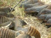 Banded mongooses form battle lines in Queen Elizabeth National Park, Uganda. When families of banded mongooses prepare to fight, they form battle lines. Each clan of about 20 animals stands nose to nose, their ears flattened back, as they stare down the enemy. A scrubby savannah separates them, until the first animals run forward.