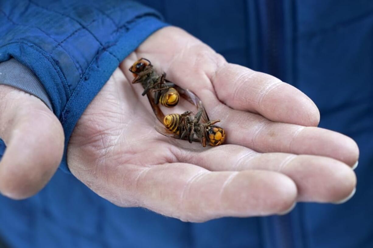 FILE - In this Oct. 24, 2020, file photo, a Washington state Department of Agriculture worker holds two of the dozens of Asian giant hornets vacuumed from a tree in Blaine, Wash. When scientists destroyed the first nest of so-called murder hornets found in the U.S. recently, they discovered about 500 live specimens inside in various stages of development.