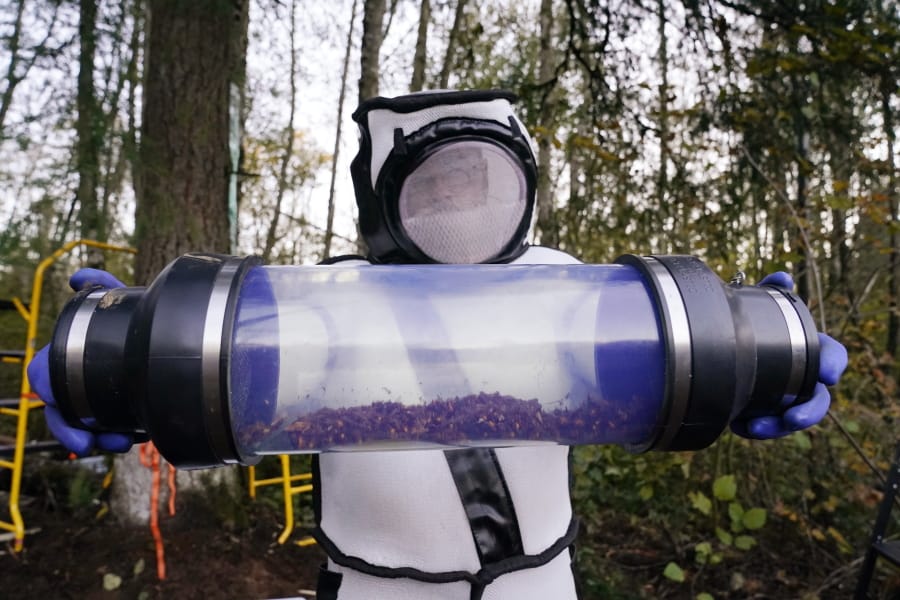 FILE - In this Oct. 24, 2020, file photo, Sven Spichiger, Washington state Department of Agriculture managing entomologist, displays a canister of Asian giant hornets vacuumed from a nest in a tree behind him in Blaine, Wash. When scientists destroyed the first nest of so-called murder hornets found in the U.S. recently, they discovered about 500 live specimens inside in various stages of development.