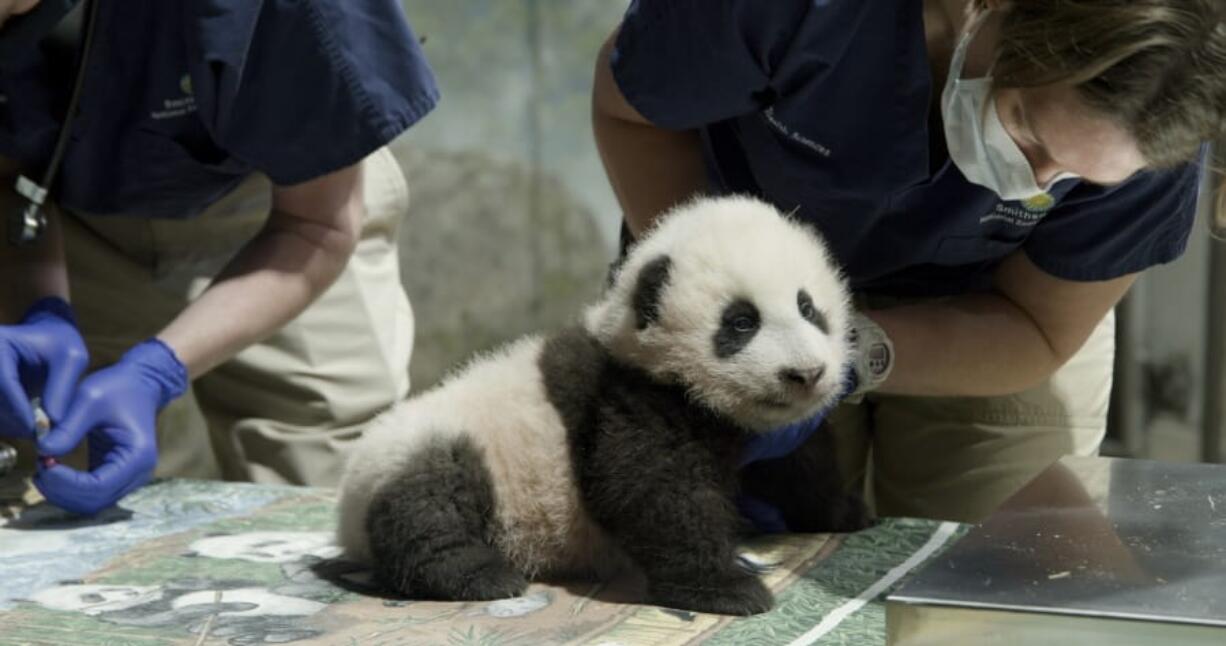 This handout photo released by the Smithsonian&#039;s National Zoo shows a panda cub named Xiao Qi Ji in Washington. More than three months after his birth, the National Zoo&#039;s new panda cub finally has a name. Officials at the Smithsonian, which runs the zoo, announced Monday, Nov.