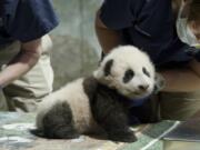 This handout photo released by the Smithsonian&#039;s National Zoo shows a panda cub named Xiao Qi Ji in Washington. More than three months after his birth, the National Zoo&#039;s new panda cub finally has a name. Officials at the Smithsonian, which runs the zoo, announced Monday, Nov.