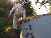 Beekeeper James Cook works on hives near Iola, Wis., on Wednesday, Sept. 23, 2020. Cook and his wife, Samantha Jones, have worked with honey bees for several years but started their own business this year -- and proceeded with plans even after the coronavirus pandemic hit.