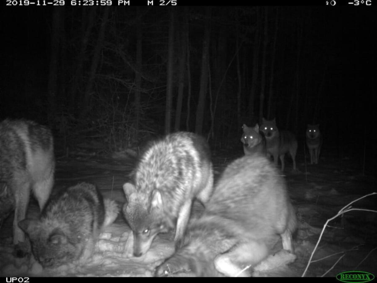 In this November 2019 photo provided by the Voyageurs Wolf Project, the Shoepack Lake Pack of wolves stops in front of a remote camera set on a trail in Voyageurs National Park, Minn. Scientists studying gray wolves in the park have traced how wolves preying on beavers affect the ecosystem by impeding the ability of beavers to build and maintain new dams that create wetlands.