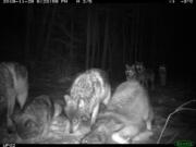 In this November 2019 photo provided by the Voyageurs Wolf Project, the Shoepack Lake Pack of wolves stops in front of a remote camera set on a trail in Voyageurs National Park, Minn. Scientists studying gray wolves in the park have traced how wolves preying on beavers affect the ecosystem by impeding the ability of beavers to build and maintain new dams that create wetlands.