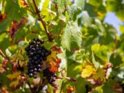 A bunch of grapes hang from the vine at English Estate Winery, Vancouver&#039;s oldest vineyard and winery.