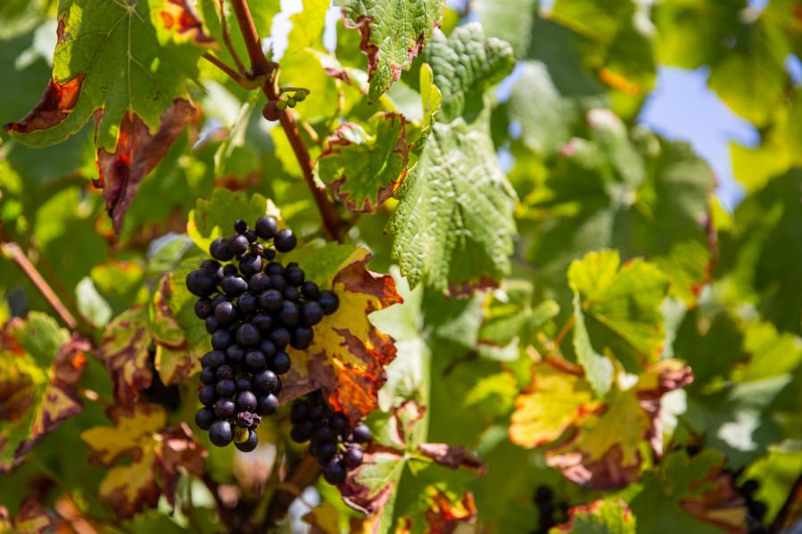 A bunch of grapes hang from the vine at English Estate Winery, Vancouver&#039;s oldest vineyard and winery.