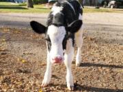 WASHOUGAL: First-grade students at Gause Elementary School &quot;adopted&quot; a Holstein calf named Pearl.