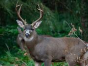 Ming Parng moved into his house near the Salmon Creek Trail about a year ago. He spotted a buck then, and again this year. He enjoys photographing his backyard deer.