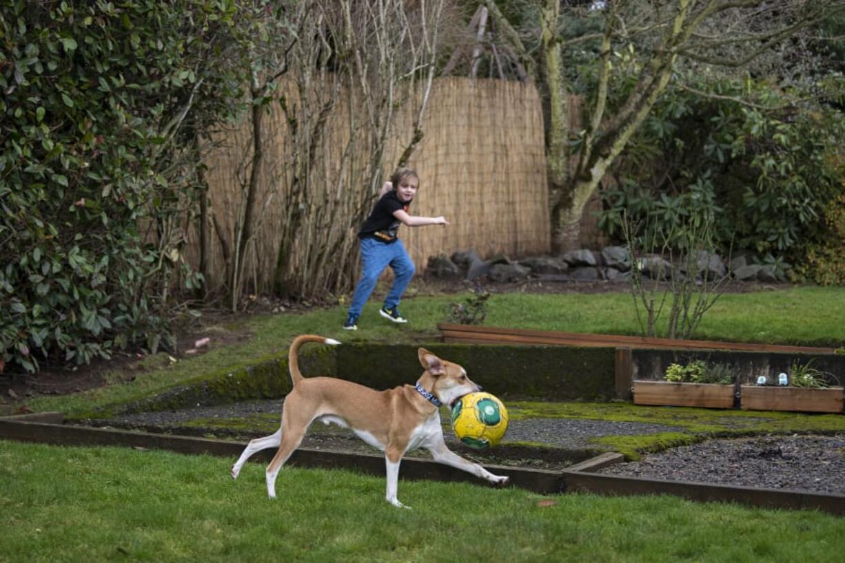 Wallace Griffin of Vancouver, 6, top, enjoys playtime with Ronin, 11 months, his husky/miniature pinscher puppy, in the backyard of their house. The Griffin family got Ronin in April because they knew they would be home more, and so Wallace would have a buddy.