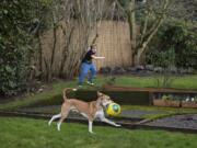 Wallace Griffin of Vancouver, 6, top, enjoys playtime with Ronin, 11 months, his husky/miniature pinscher puppy, in the backyard of their house. The Griffin family got Ronin in April because they knew they would be home more, and so Wallace would have a buddy.