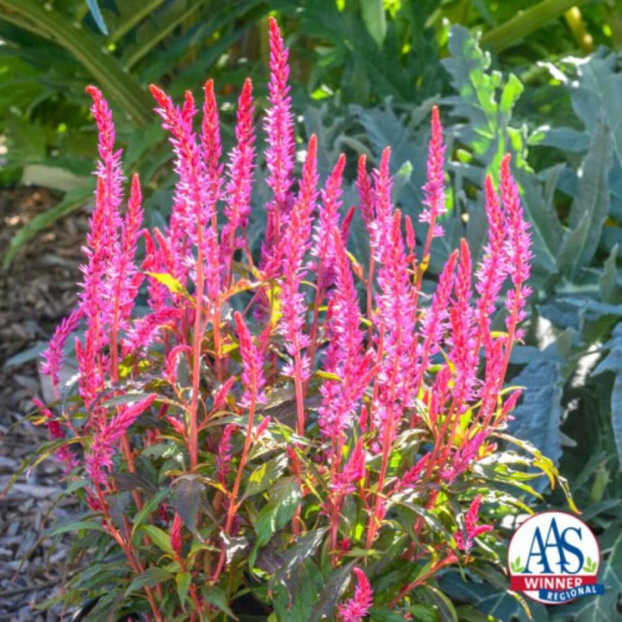 Celosia Kelos Candela Pink