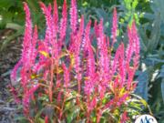 Celosia Kelos Candela Pink