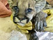 After 47 days healing at the Oakland Zoo, Capt. Cal, a cougar cub, will move to the Columbus Zoo and Aquarium in Ohio, officials said.