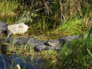 Alligators relax in the Anhinga Trail in Everglades National Park in Homestead, Fla., on Jan. 16, 2019.