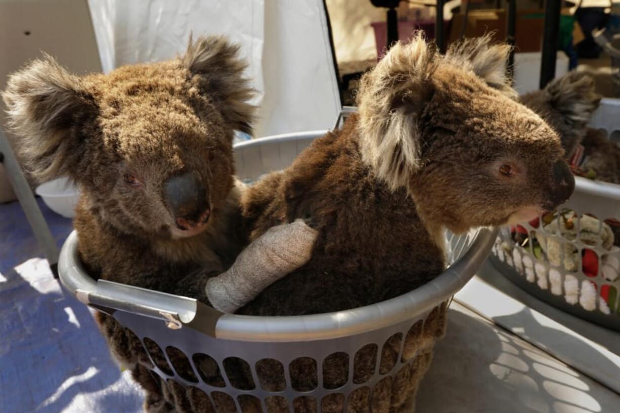 Two injured koalas wait for treatment at the Kangaroo Island Wildlife Park, where volunteers and staff worked to save as many koalas and other animals possible. More than 60,000 koalas were among the animals affected by Australia&#039;s devastating 2019-20 summer bush fires, according to a report released Monday by the World Wide Fund for Nature-Australia.