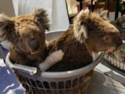 Two injured koalas wait for treatment at the Kangaroo Island Wildlife Park, where volunteers and staff worked to save as many koalas and other animals possible. More than 60,000 koalas were among the animals affected by Australia&#039;s devastating 2019-20 summer bush fires, according to a report released Monday by the World Wide Fund for Nature-Australia.