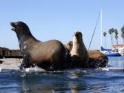 Sea lions sit on a dock in Oceanside harbor in Oceanside, Calif., on Dec. 1. (K.C.