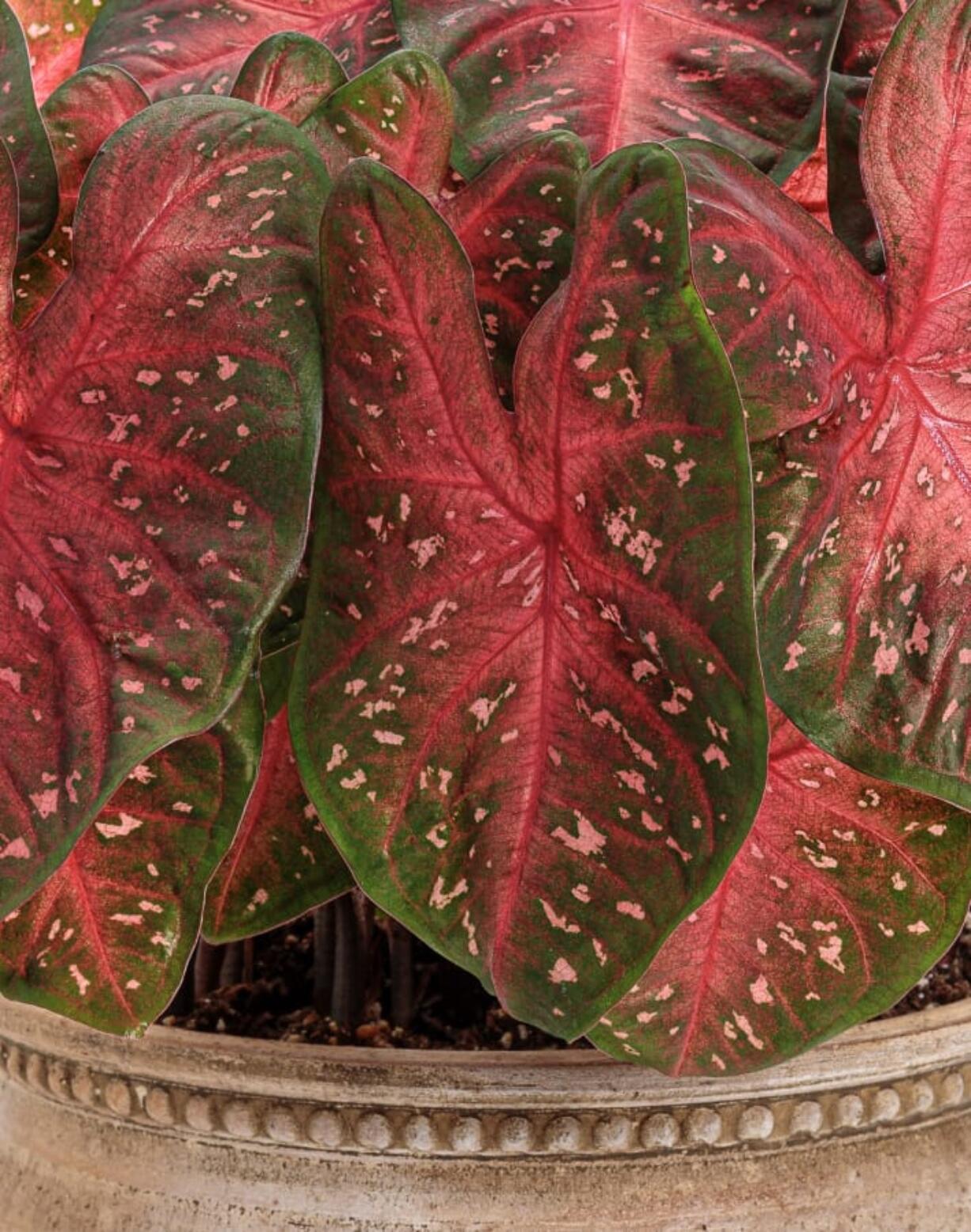 This close-up of Heart to Heart Fast Flash caladium displays the incredible colors of Christmas perfect for holiday decorating.