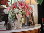 Heart to Heart caladiums are perfect as holiday decorations wherever you might use a poinsettia or Christmas cactus.