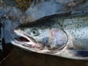 Local anglers are gearing up for winter steelhead right now, and hoping for better returns than then the last few years. Indicators are mixed this year, but there are signs that salmon and steelhead runs are doing better overall.