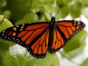 FILE - In this June 2, 2019, file photo, a fresh monarch butterfly rests on a Swedish Ivy plant soon after emerging in Washington. Trump administration officials are expected to say this week whether the monarch butterfly, a colorful and familiar backyard visitor now caught in a global extinction crisis, should receive federal designation as a threatened species.