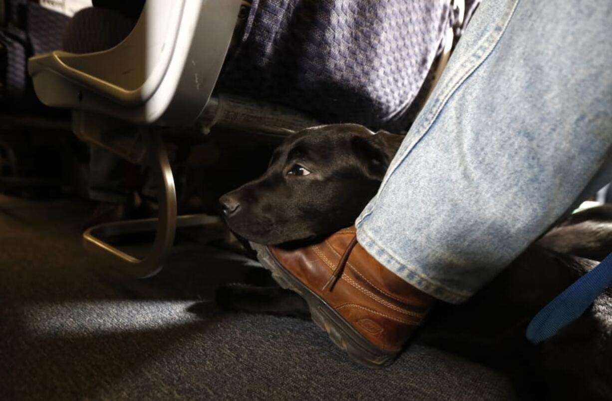 FILE - In this April 1, 2017, file photo, a service dog named Orlando rests on the foot of its trainer, John Reddan, while sitting inside a United Airlines plane at Newark Liberty International Airport during a training exercise in Newark, N.J. The Transportation Department issued a final rule Wednesday, Dec. 2, 2020, covering service animals. The rule says only dogs can qualify, and they have to be specially trained to help a person with disabilities.