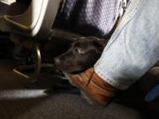 FILE - In this April 1, 2017, file photo, a service dog named Orlando rests on the foot of its trainer, John Reddan, while sitting inside a United Airlines plane at Newark Liberty International Airport during a training exercise in Newark, N.J. The Transportation Department issued a final rule Wednesday, Dec. 2, 2020, covering service animals. The rule says only dogs can qualify, and they have to be specially trained to help a person with disabilities.