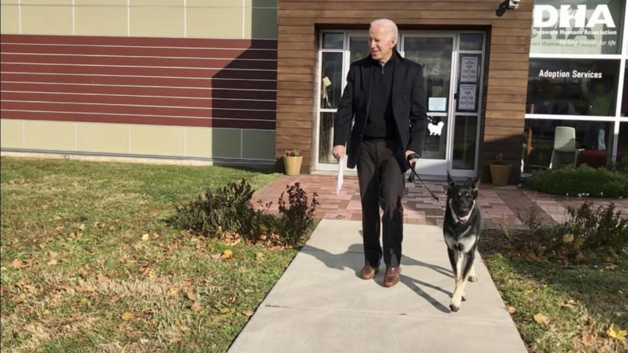 FILE - This Nov. 16, 2018, photo, file provided by the Delaware Humane Association shows Joe Biden and his newly-adopted German shepherd Major, in Wilmington, Del. President-elect Biden will likely wear a walking boot for the next several weeks as he recovers from breaking his right foot while playing with his dog Major on Saturday, Nov. 28, 2020, his doctor said.