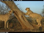 This 2018 photo provided by the Leibniz-IZW Cheetah Research Project shows cheetahs gathering at a tree in central Namibia. New research published on Monday, Dec. 7, 2020, on how cheetahs use the landscape has allowed some ranchers to reduce the number of calves killed annually by 86%, largely by avoiding popular cheetah hangouts.