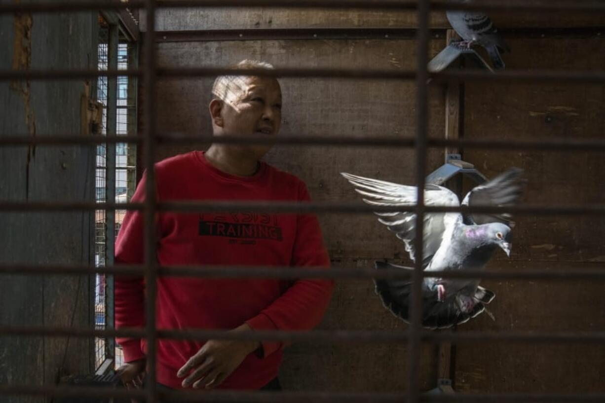 Huanan market vendor Jiang Dafa tends to his pigeons at home in Wuhan in central China&#039;s Hubei province on Oct. 22, 2020. China&#039;s search for the COVID-19 virus started in the Huanan Seafood market in Wuhan, a sprawling, low-slung complex where many of the first human coronavirus cases were detected. Scientists initially suspected the virus came from wild animals sold in the market.