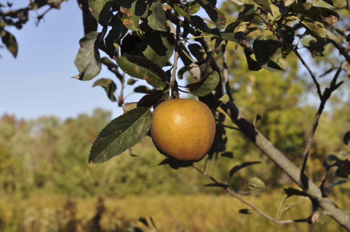 Hudson&#039;s Golden Gem is one of many flavorful apples that might not be commercially acceptable but is among the best-tasting varieties for backyard growing.