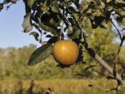 Hudson&#039;s Golden Gem is one of many flavorful apples that might not be commercially acceptable but is among the best-tasting varieties for backyard growing.