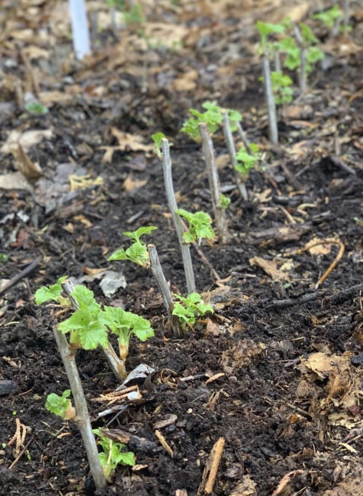 Currant cuttings in spring in New Paltz, N.Y.